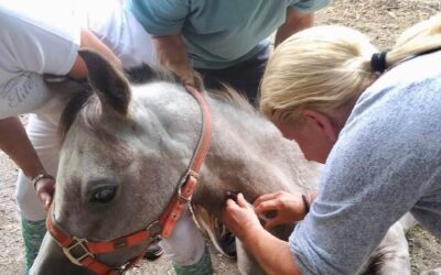 Horses Without Humans: A Non-Profit Organization Making a Difference in Belle, Florida