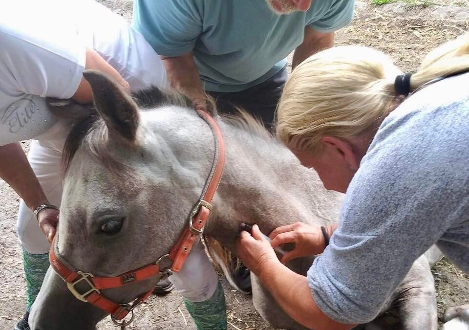 Horses Without Humans: A Non-Profit Organization Making a Difference in Belle, Florida